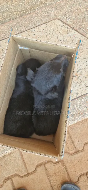 Purebred German Shepherd Puppy - 0-1 Month Male
