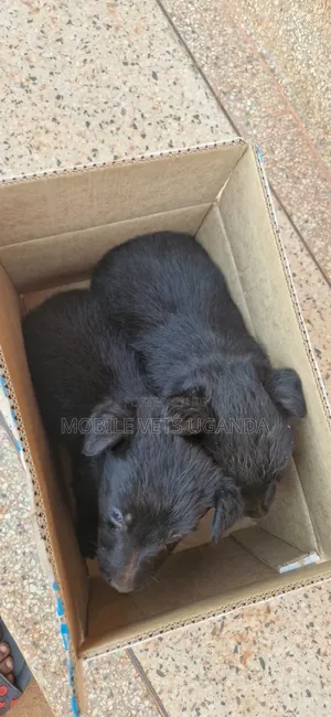 1-3 Month Male Purebred German Shepherd