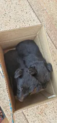 1-3 Month Male Purebred German Shepherd - 1