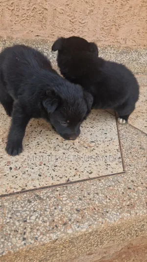 Purebred German Shepherd Puppy (0-1 Month)