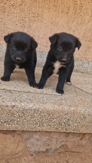 Purebred German Shepherd Puppy - 0-1 Month Male
