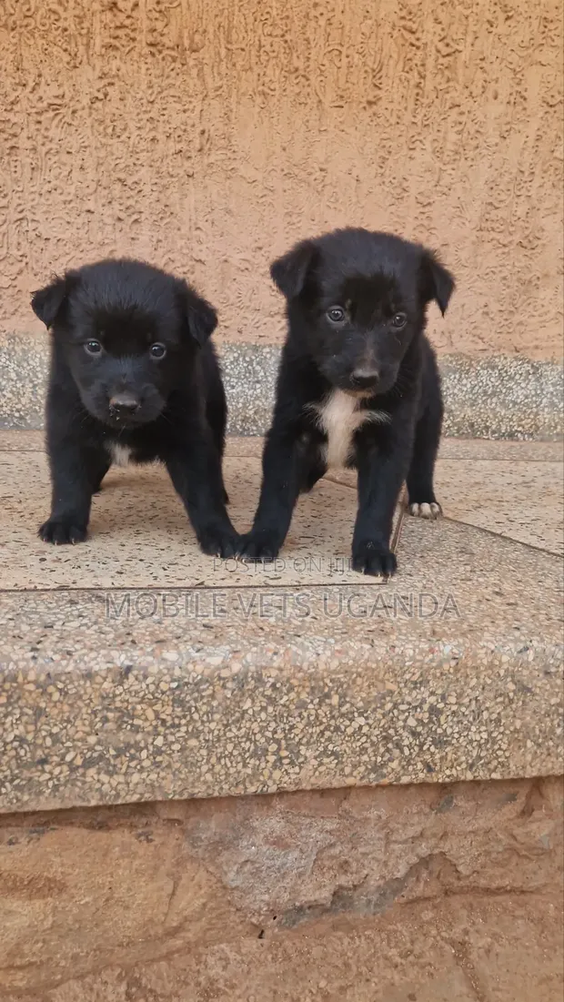 Female Purebred German Shepherd Puppy (1-3 Months) - 1