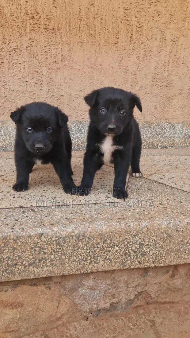 Female German Shepherd Puppy (0-1 Month) - 1