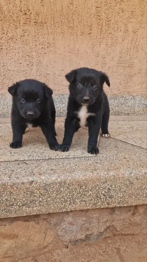 Female German Shepherd Puppy (0-1 Month)