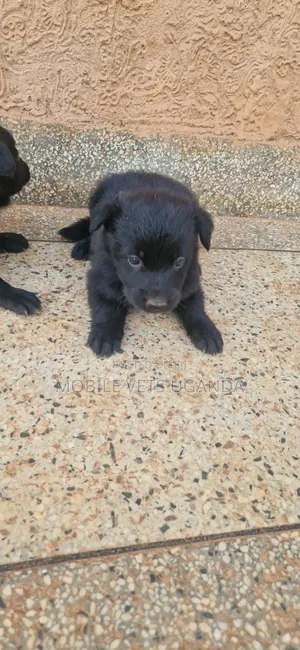 1-3 Month Old Male Purebred German Shepherd Puppy