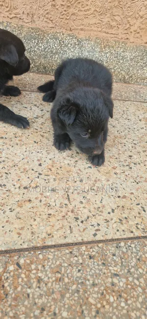 Purebred German Shepherd Puppy (0-1 Month)
