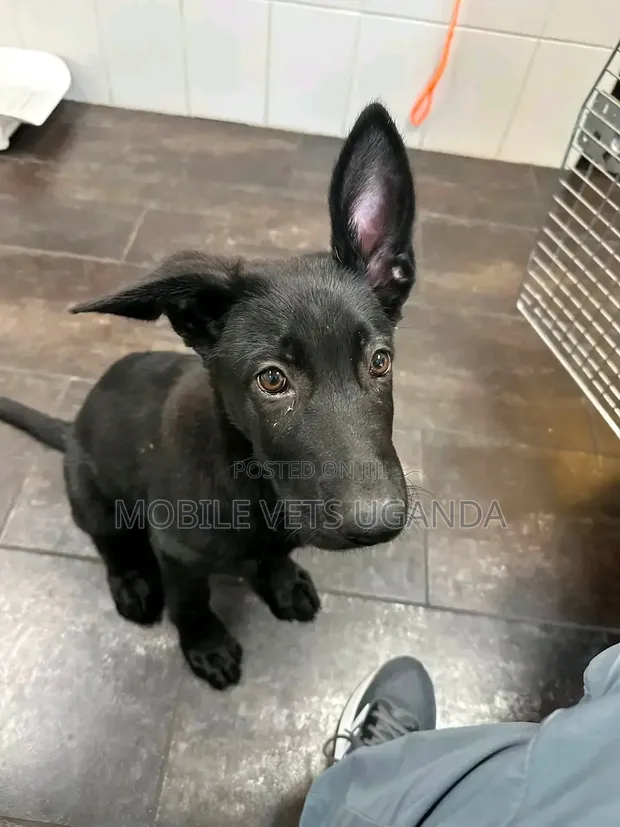 Purebred German Shepherd Puppy (0-1 Month) - 1