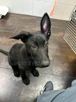 Purebred German Shepherd Puppy (0-1 Month)