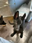 Purebred German Shepherd Puppy (0-1 Month) - 2