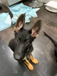 Purebred German Shepherd Puppy (0-1 Month) - 3