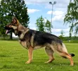 Purebred German Shepherd Puppy (0-1 Month) - 4
