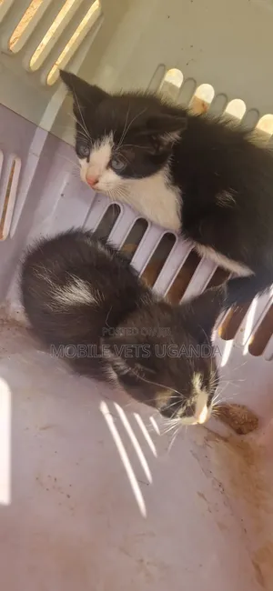 Male Exotic Kitten (0-1 Month)