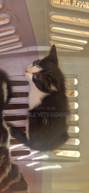 Purebred Bombay Kitten - 0-1 Month Male