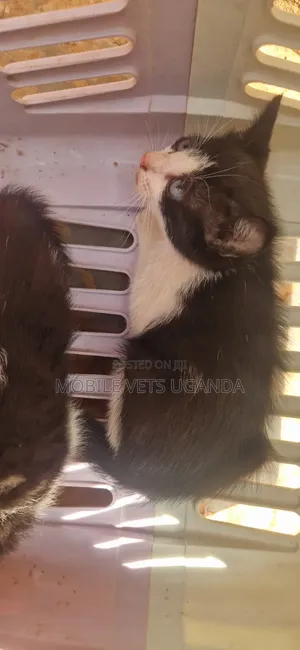 Purebred Bombay Kitten - 0-1 Month Male