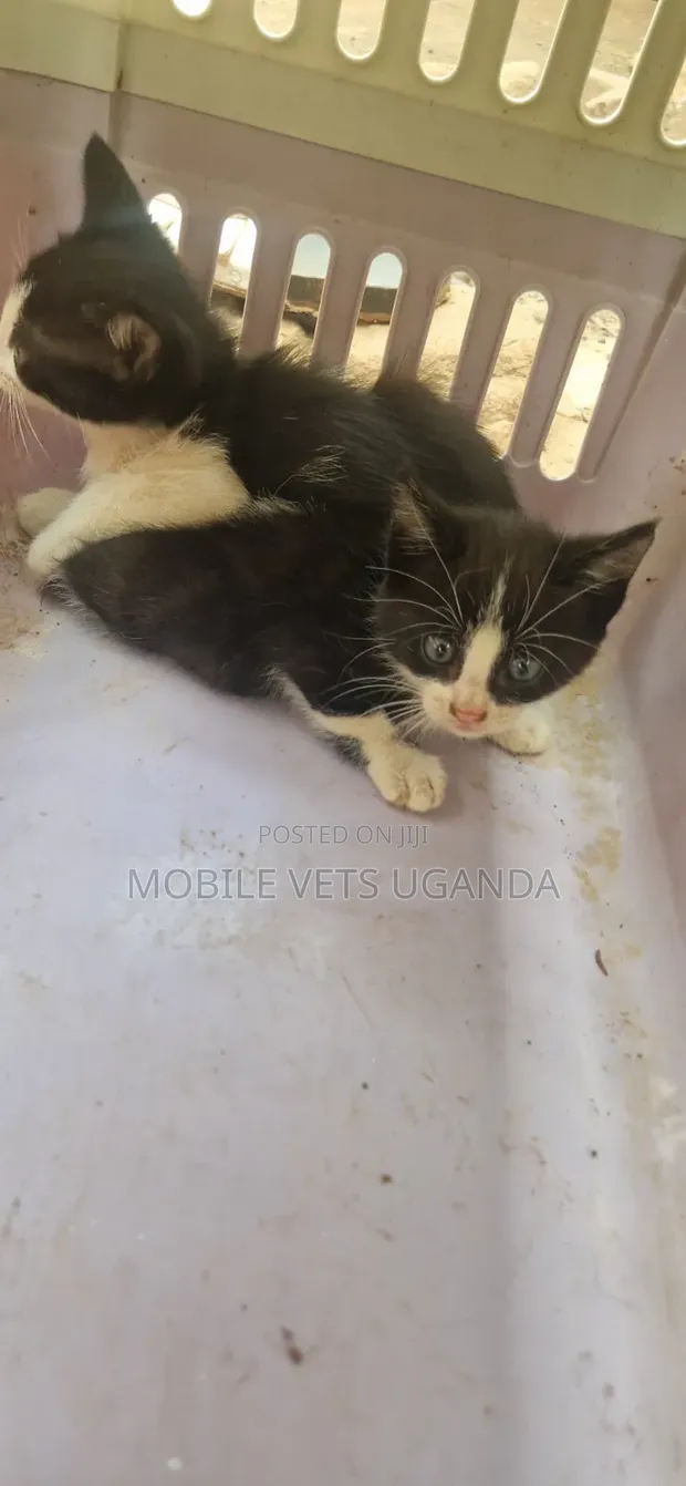 Female Exotic Kitten (0-1 Month) - 1