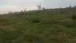 50 Acres Farmland for Sale in Ssekanyonyi - 2