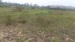 50 Acres Farmland for Sale in Ssekanyonyi - 3