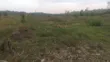 50 Acres Farmland for Sale in Ssekanyonyi - 4