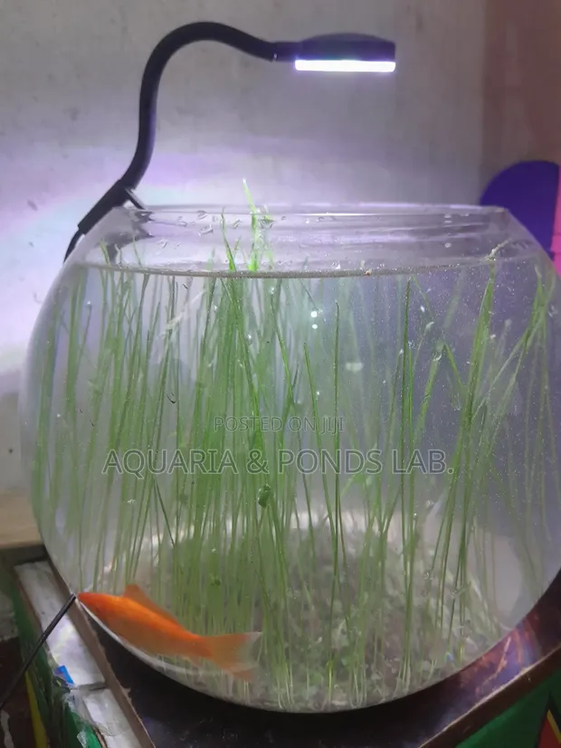 Aquatic Grass for Planted Aquariums - 1