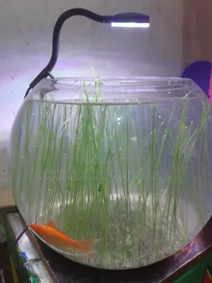 Aquatic Grass for Planted Aquariums