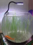 Aquatic Grass for Planted Aquariums - 1