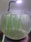 Aquatic Grass for Planted Aquariums - 2