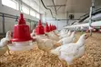 Broiler Chickens for Sale - 1