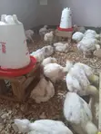 Broiler Chickens for Sale - 2