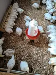 Broiler Chickens for Sale - 3