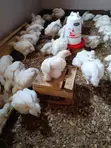 Broiler Chickens for Sale - 4