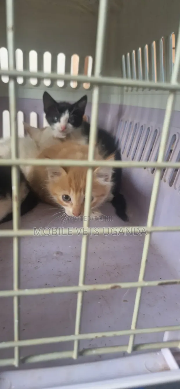 Purebred Bombay Kitten - 1-3 Months Male - 1