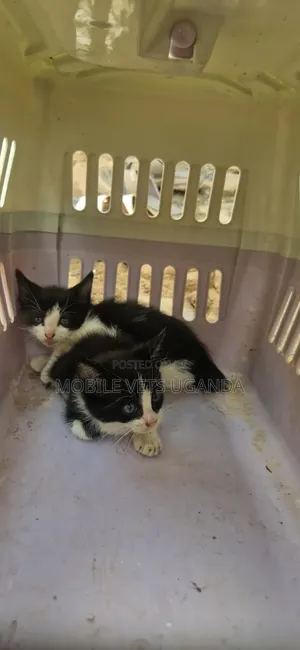 Female Exotic Kitten, 0-1 Month Old
