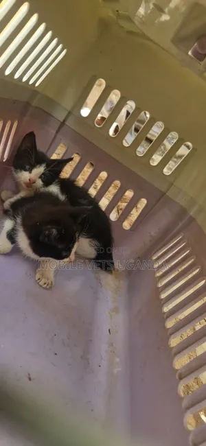 Female Exotic Kitten, 1-3 Months Old