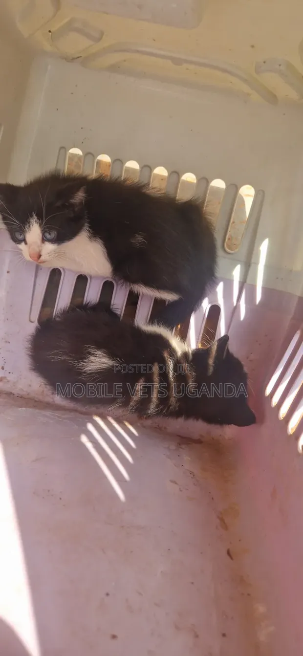 Female Purebred Bombay Kitten, 1-3 Months - 1