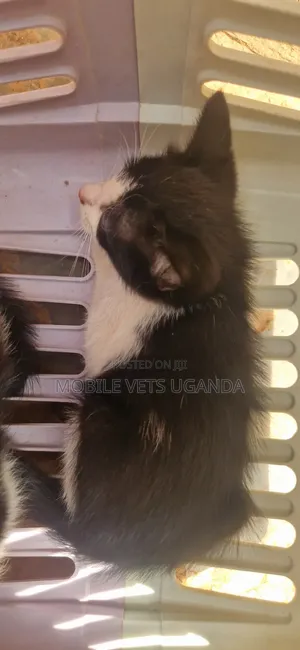 Male Exotic Kitten (0-1 Month)