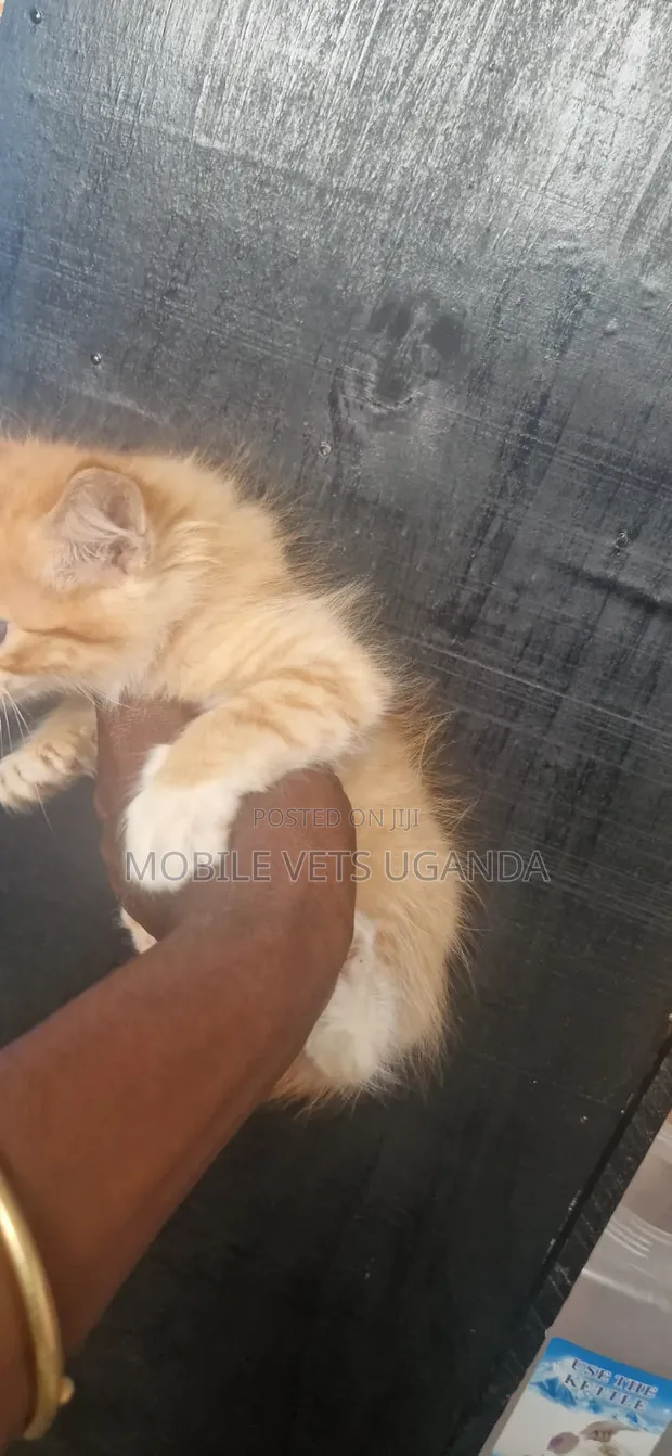 1-3 Month Male Purebred American Bobtail Kitten - 1