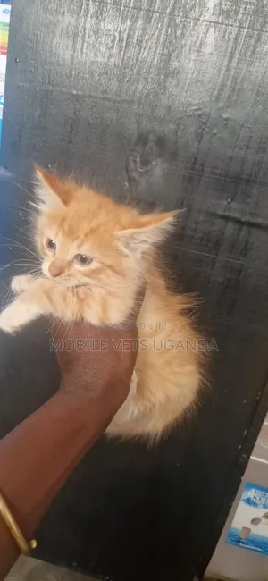 Female Exotic Kitten - 1-3 Months Old