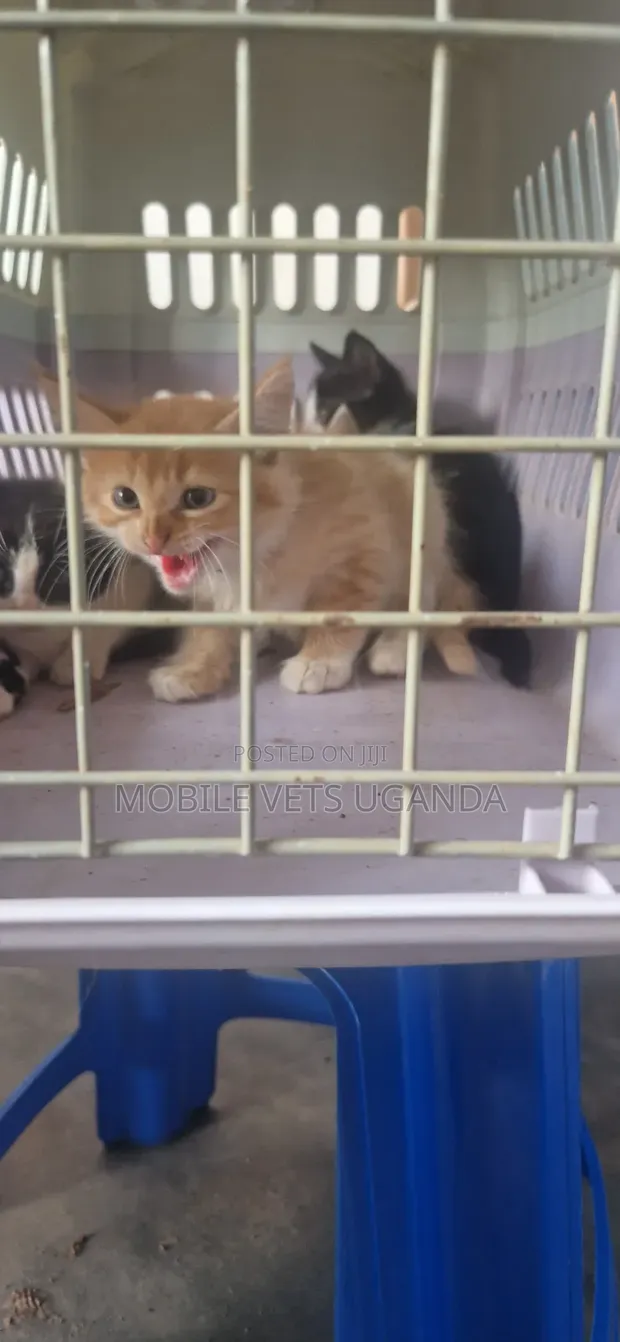 3-6 Month Female Purebred American Wirehair - 1