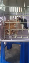 3-6 Month Female Purebred American Wirehair - 2