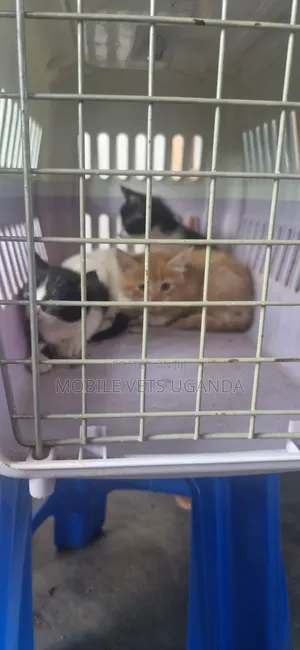 Purebred Siberian Kitten, 0-1 Month Old, Male