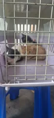 Purebred Siberian Kitten, 0-1 Month Old, Male - 1