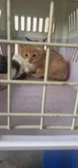 Purebred Siberian Kitten, 0-1 Month Old, Male - 2