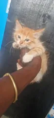 1-3 Month Male Purebred Exotic Kitten - 1