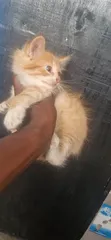 1-3 Month Male Purebred Exotic Kitten - 2