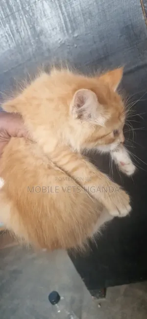 Female Purebred Exotic Kitten (1-3 Months)