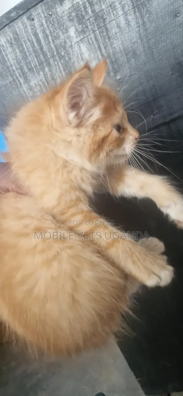 1-3 Months Male Purebred American Bobtail Kitten - 1