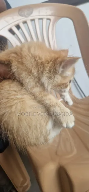 1-3 Month Male Purebred American Curl Kitten