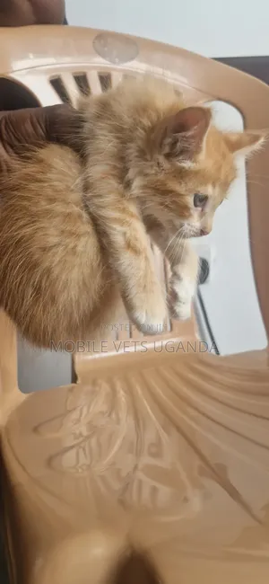 Female Purebred Bombay Kitten, 1-3 Months