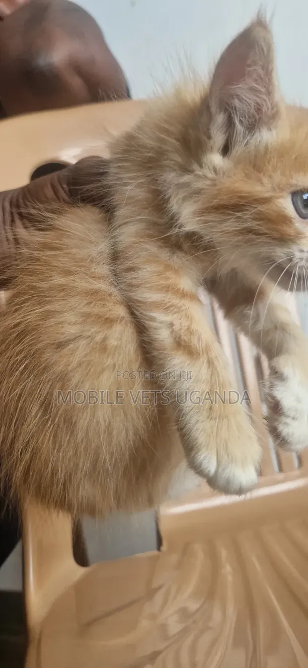 1-3 Month Female Purebred American Bobtail Kitten - 1