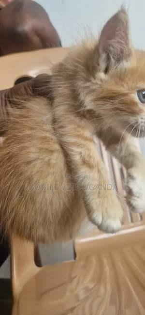 1-3 Month Female Purebred American Bobtail Kitten